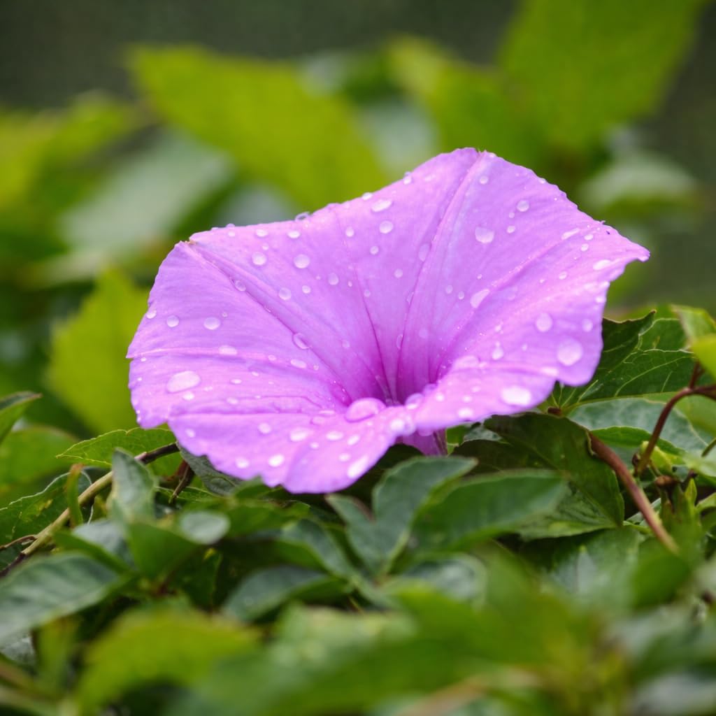 Morning Glory Beautiful Flower Seeds In Different Colors F1 Hybrid