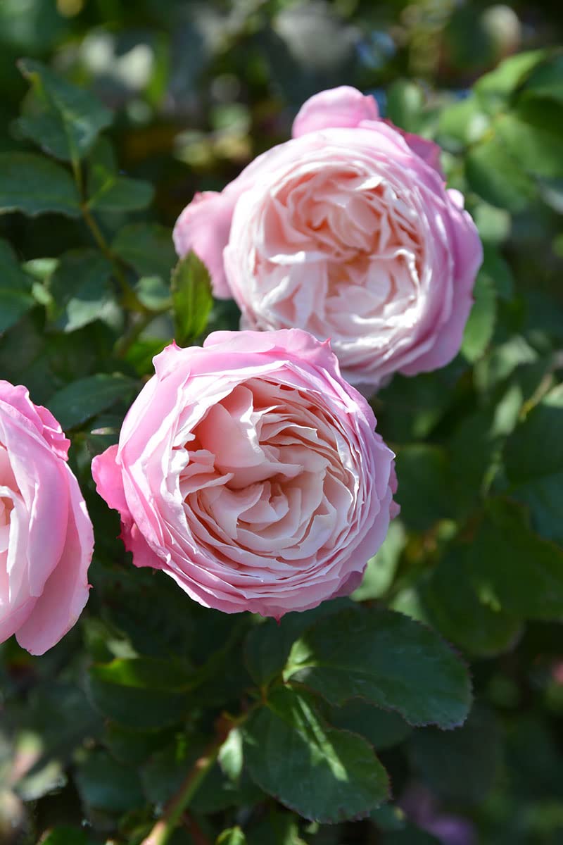 大バラ苗3年生 ピルエット ロサオリエンティス 25795_3.jpg 大バラ苗3年生 ピルエット ロサオリエンティス 25795_3.jpg