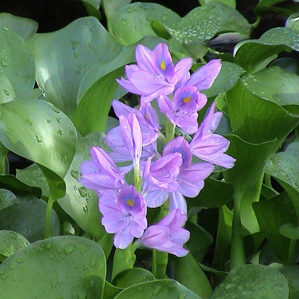 Water Hyacinth (Eichhornia crassipes) | Floating Pond Plant | Pond Flower | Koi Pond Plants | Water Plants Live (Pack of 3)