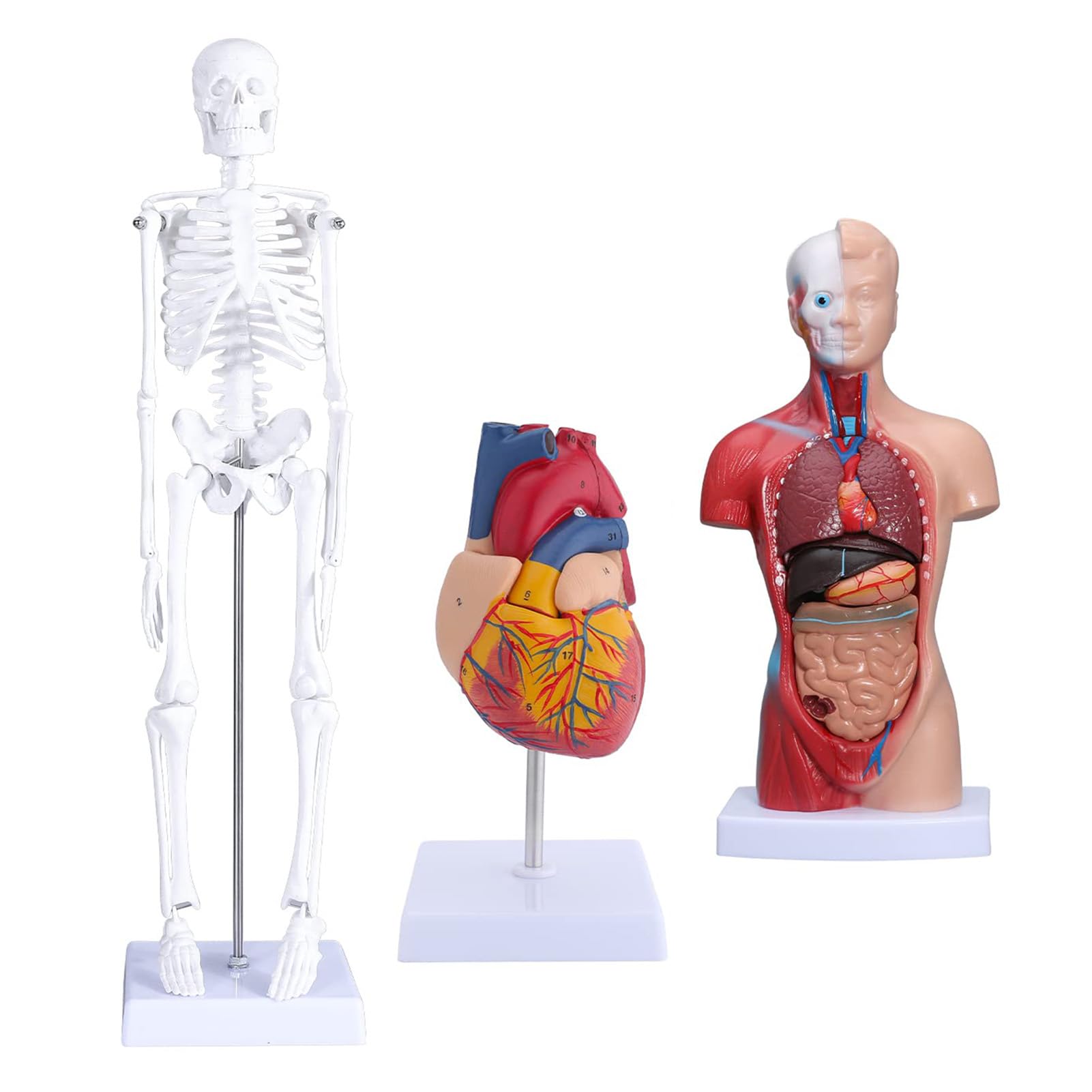 Zestaw Modeli Ciała Ludzkiego Odpinany Szkielet Tułowia Zestaw Anatomiczny Serca do Nauczania Medycznego Materiał PVC Przyjazny dla środowiska dla Kursu Zdrowotnego
