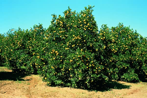 20 Semillas de Limonero   Citrus Limon