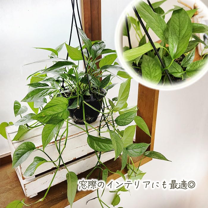 Amazon｜観葉植物 エピプレナム ピナツム セブブルー 5号 吊り鉢 吊り