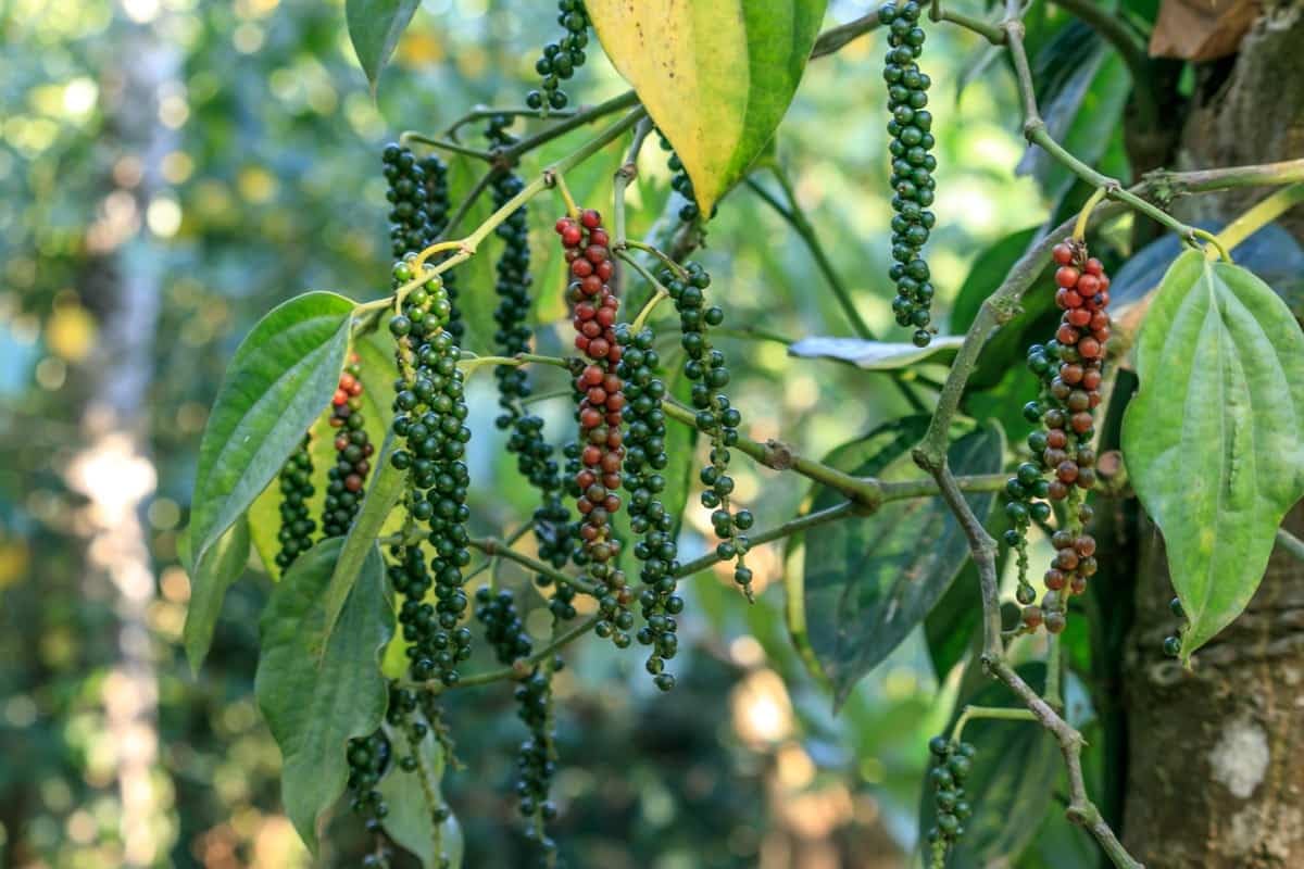 Black pepper live plant grafted,live plant for grafted black peppper (Pack of 2)