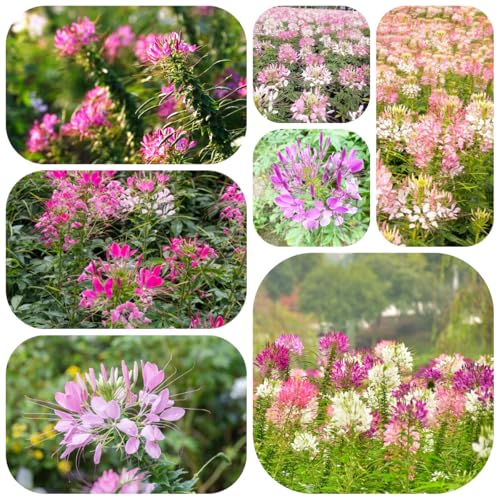 semillas de flor de araña flores de araña hierbas jardín de plantas exóticas flores cortadas, decoración de balcones jardín plantas para lugares 200pcs