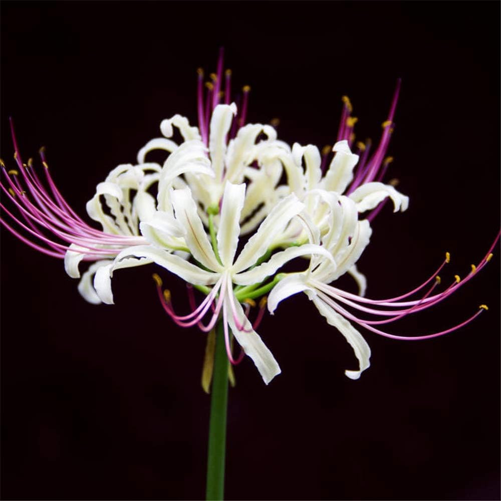 リコリス球根 淡いピンクの植物の花の球根 店内全品対象 球根 2 珍しい家族の装飾 リコリス球根 淡いピンクの植物の花の球根 店内全品対象 球根 2 珍しい家族の装飾