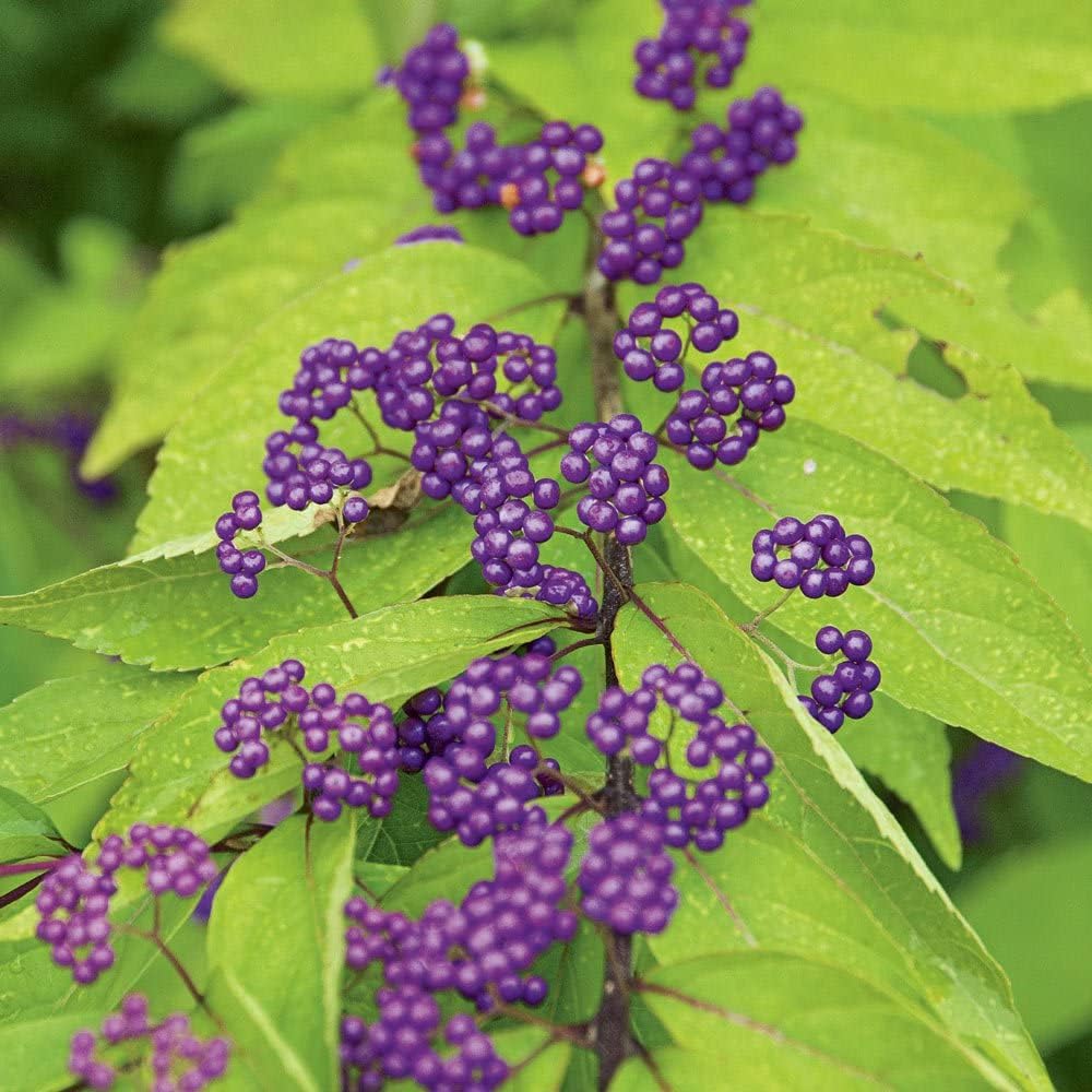 Early Amethyst Beauty Berry - TriStar Plants - 1 Gallon, No Ship California, Purple Beauty Berry, Callicarpa dichotoma