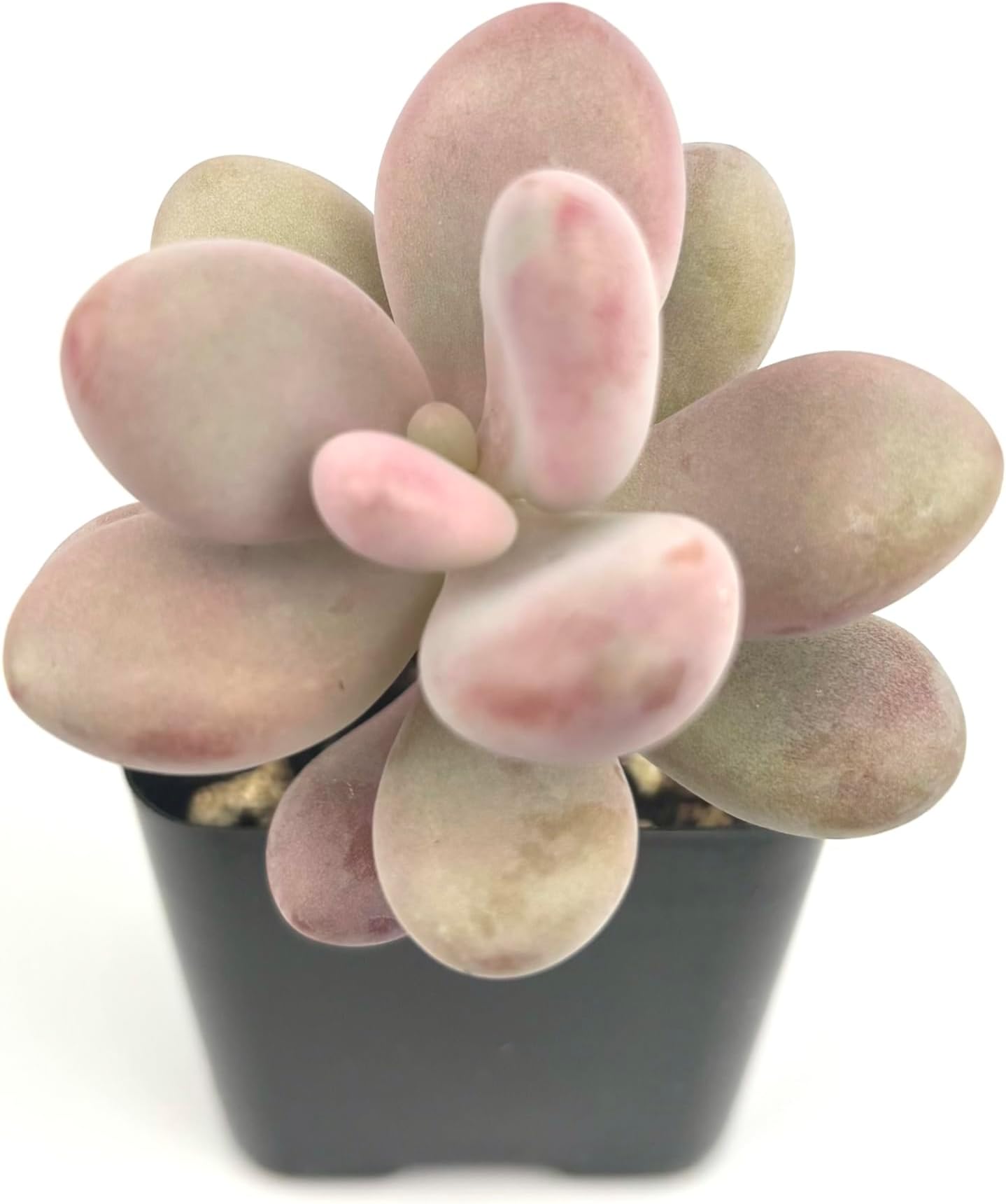Pink Moonstone Succulents Pachyphytum Oviferum Roseum in 2" Pot