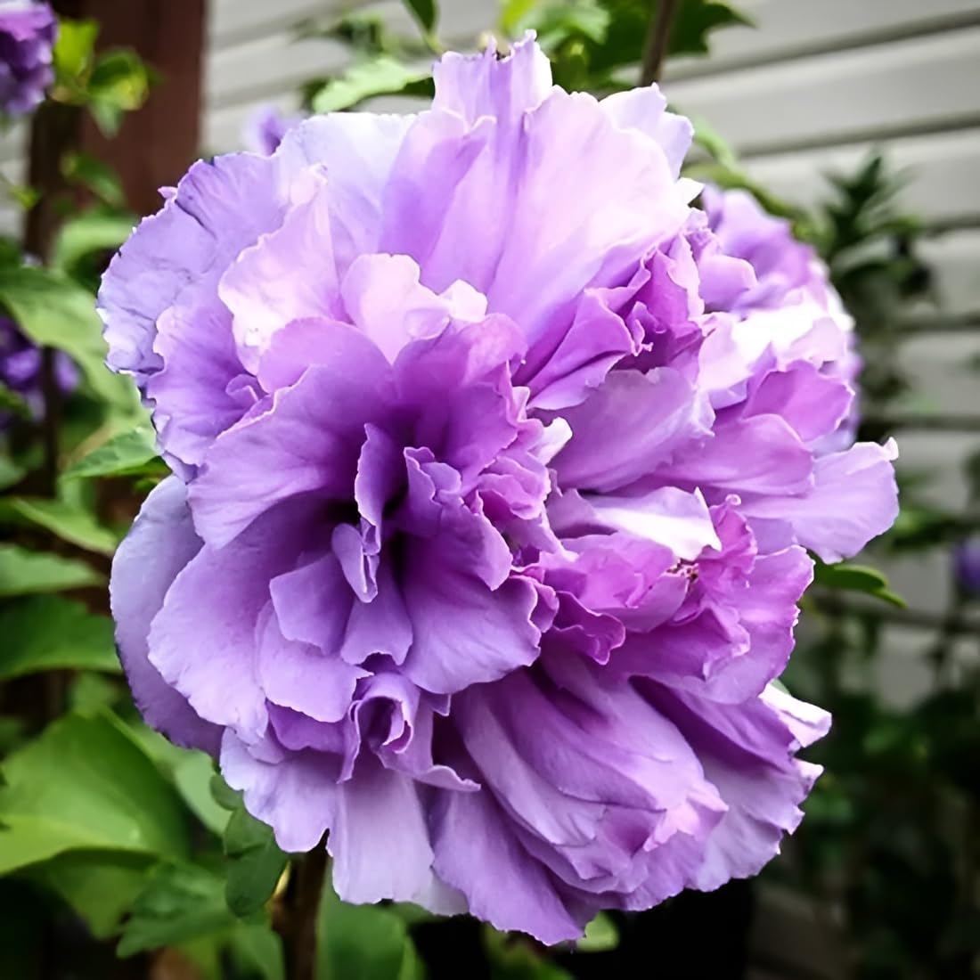 Blueberry Smoothie Hibiscus/Hibiscus hybrid - 1 Healthy Live Super Early Flower Plant' in Nursery Grow Bag for Home Garden|Multicolour