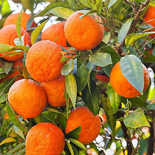 20 pièces Graines d'agrumes Héritage vivace Délicieux Mandarin Doux Orange Frais Graines D'arbre Fruitier Facile à Planter Maison Jardin Balcon Décorer Cover