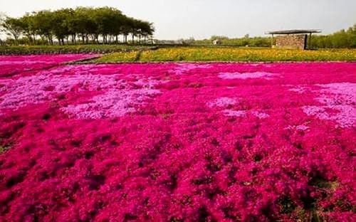 Miniatura 3 de Semillas de tomillo 2000 mezcla de semillas rastreras rojas para plantar, flor perenne común de timo lanudo enano y elfín