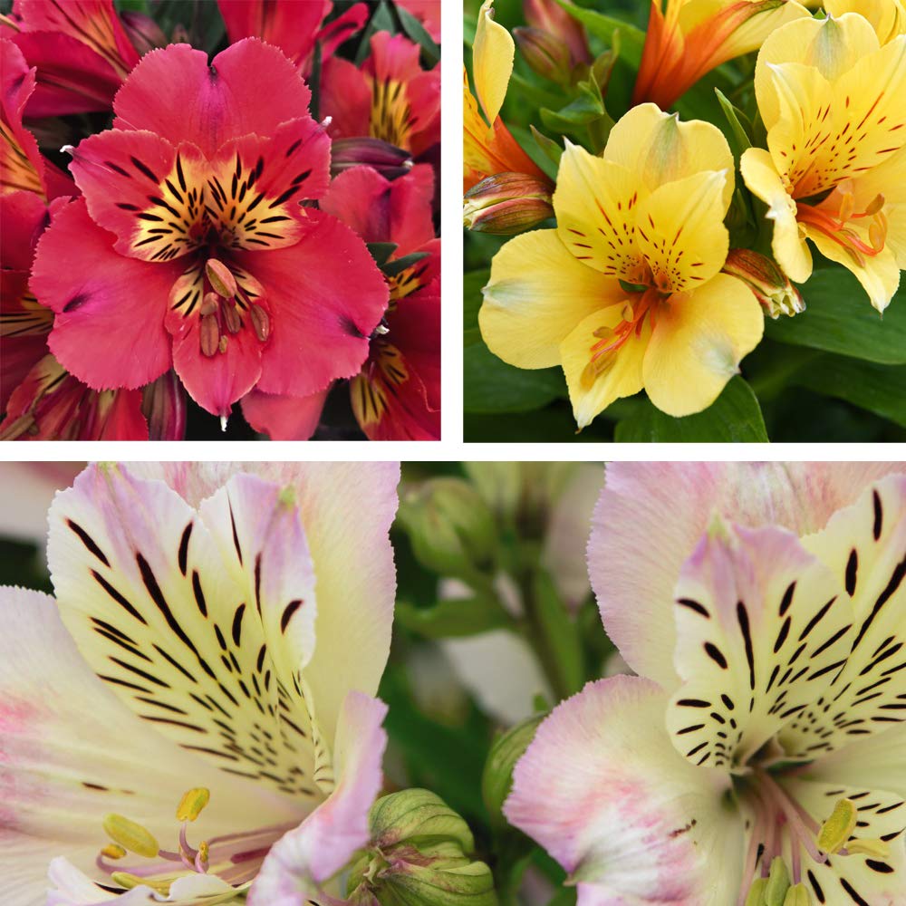 Alstroemeria Valley Collection (Peruvian Lily) x6 Jumbo Plugs by Thompson and Morgan (6)