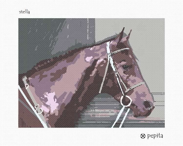 Pepita Needlepoint kit: Stella, 12