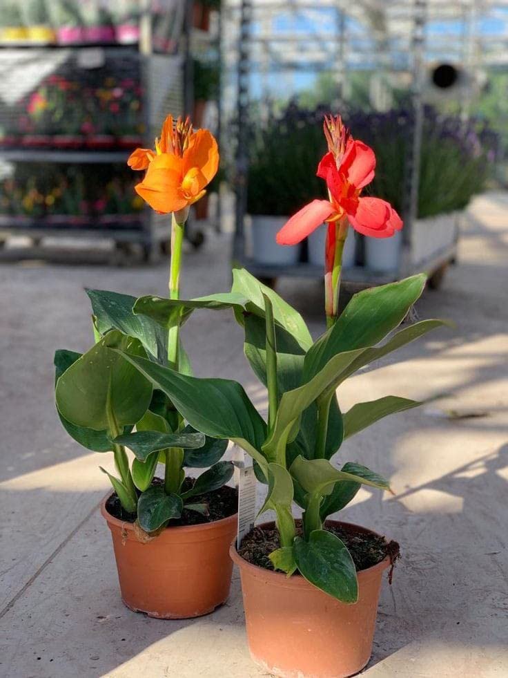 Radha Krishna Agriculture® Variety Canna Orange & Pink lily flower bulbs For All Season Gardening indoor or outdoor pack of 4 (B0BSN7KYBX) Amazon Price History, Amazon Price Tracker