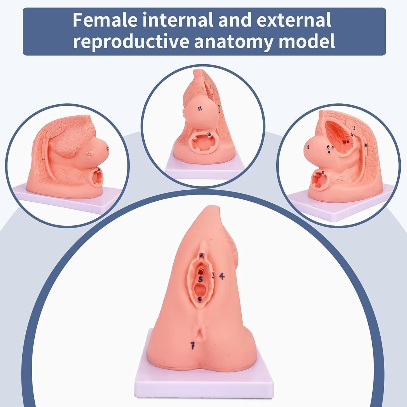 Générique Modèle de cathétérisme masculin et féminin 2 pièces, organes génitaux internes et externes, modèle anatomique en PVC pour la pratique infirmière, adapté à l'enseignement clinique