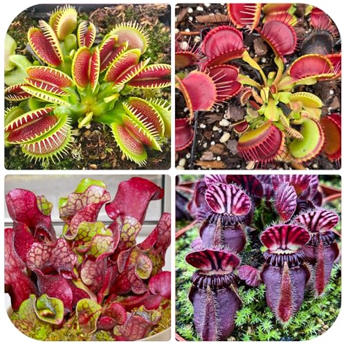120+ Exotic Nepenthes Seeds for Planting - Non-GMO Heirloom Plant Seeds,Rare Tropical Species