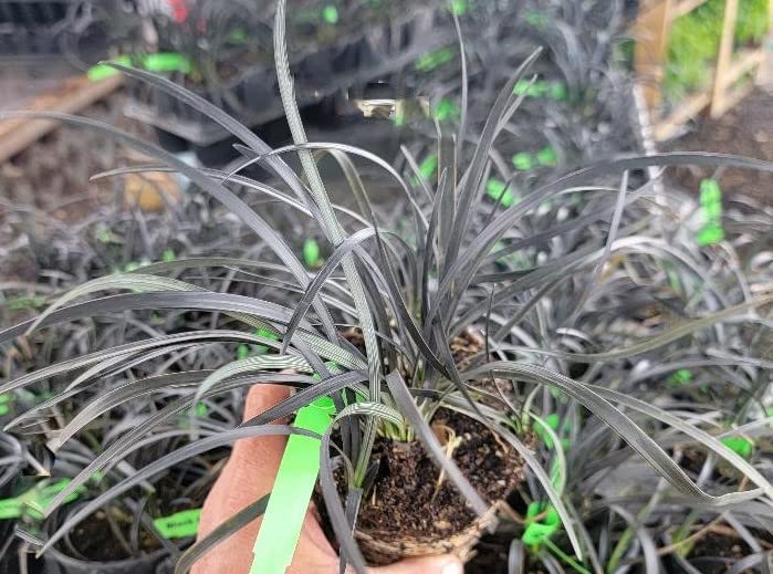 Black Mondo Grass - Live Plant - (1 QT)