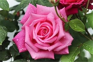 Yingxin34 1500 Piece Puzzles for Adults Jigsaw Puzzles 1500 Pieces Rose Flower Educational Games Home Decoration Puzzle Gifts-87x57cm(34.25x22.44inch)