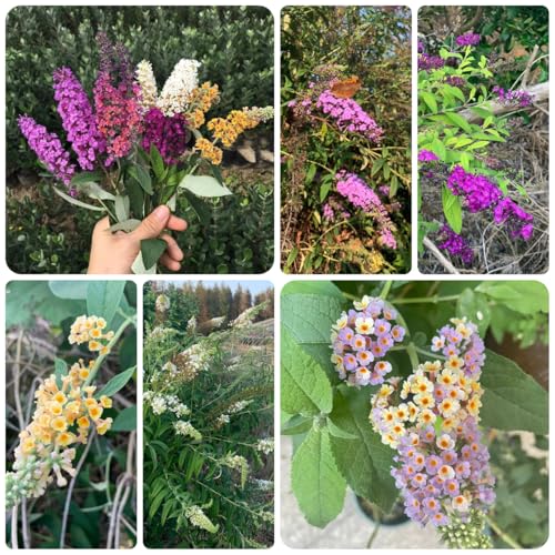 semi di lillà farfalla, balcone farfalle buddleia -Buddleja resistenti, copertura del terreno, 250pcs