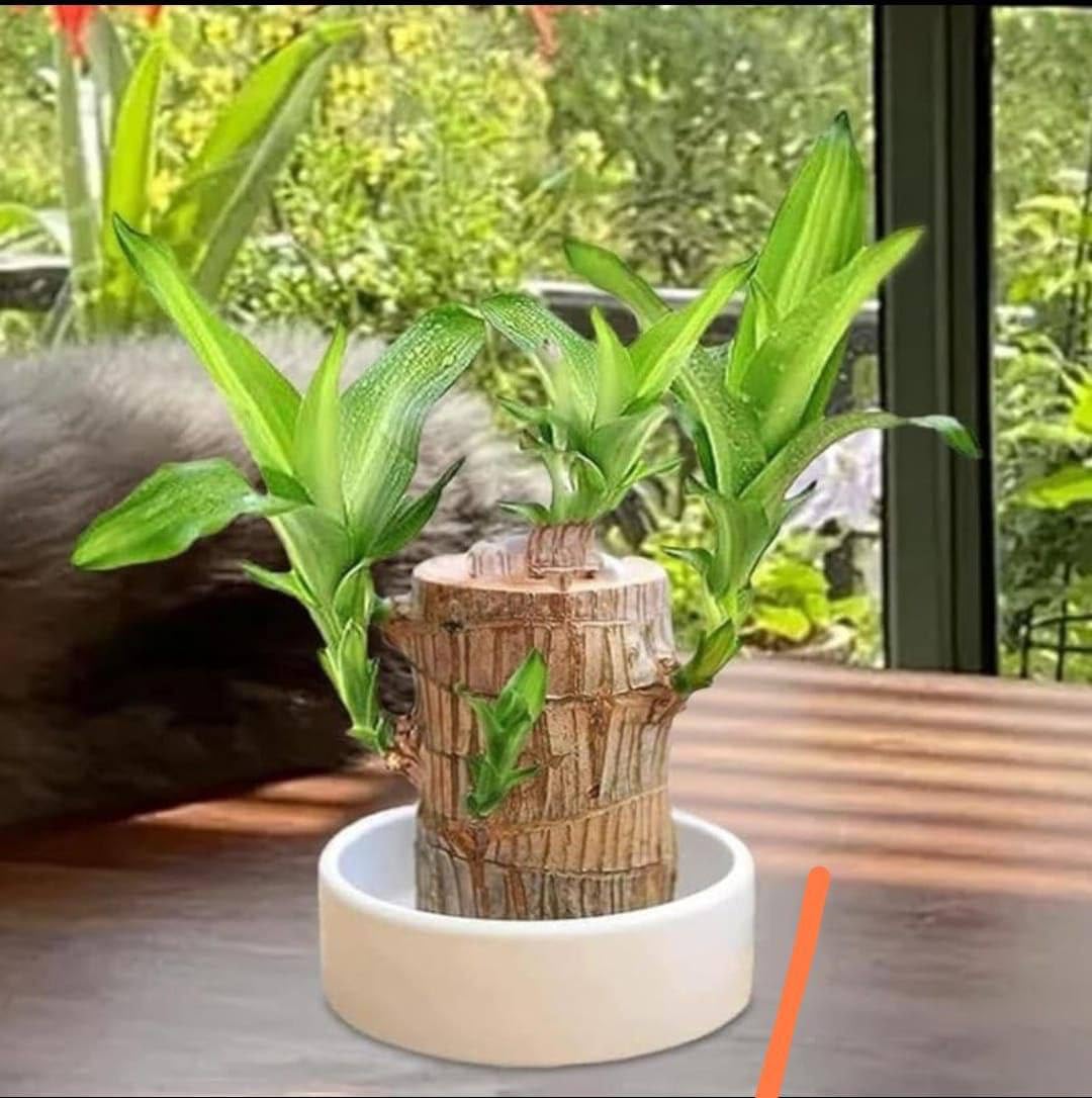 Brazilian Lucky Bamboo Live Plant | Good Luck Plant | Lucky Brazil Wood Plant | Healthy Indoor Feng Shui Plant For Home Decor (Brazilian Lucky Bamboo) (BLACK) (B0DJD438WB) Amazon Price History, Amazon Price Tracker
