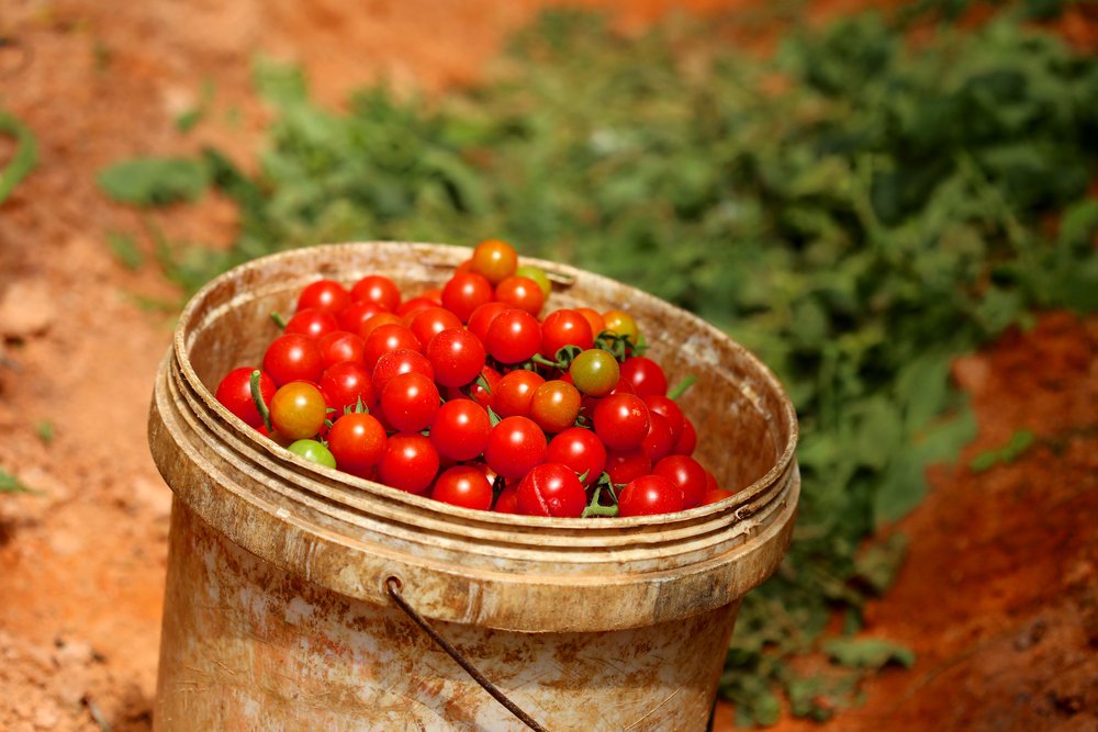Cherry Tomato 'Sweetie' 20 Seeds - Organic,Super Sweet, high Yield