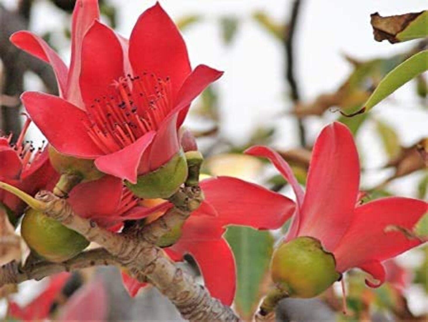 SRI SAI FORESTRY Bombax Ceiba Red Silk Cotton Marathi Moggu Tree Seeds for Avenue, Garden, Ornamental, Indian Spice Pack of 100 Seeds (B08LSGNHPG) Amazon Price History, Amazon Price Tracker
