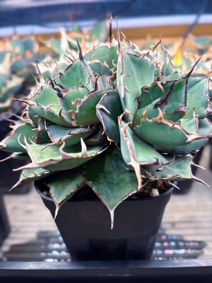 【胴切り胴元株】天芽5株付　鉢ごとメルカリ便発送 胴切り胴元株】 天芽5株付 鉢ごとメルカリ便発送 胴切り胴元株】