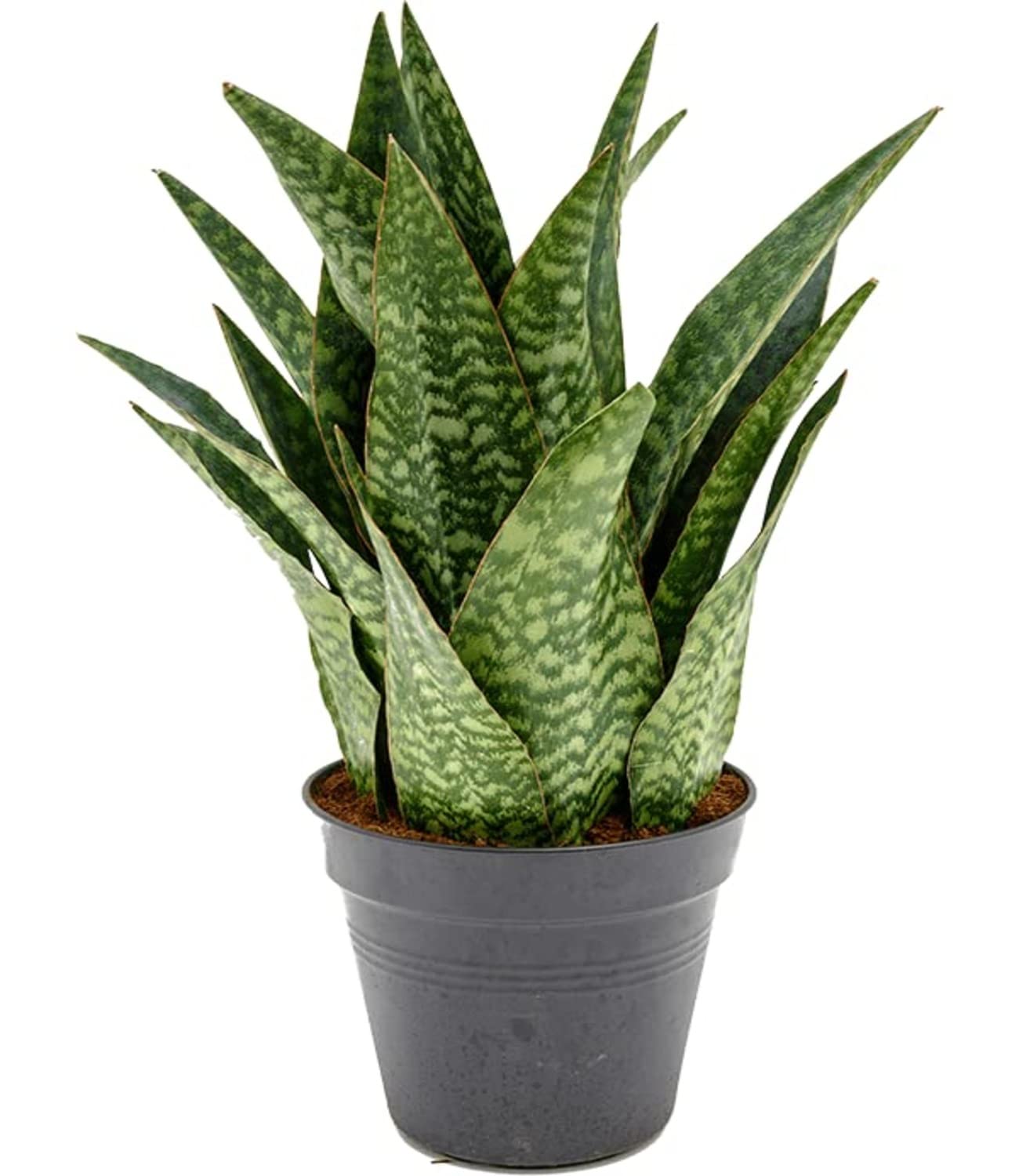 Garden Art Live Snake Plant Sansevieria (aubrytiana Dragon) Indoor House Plant In pot , Mother in law tongue Sansevieria Plant Live Potted Succulent Plant Fully Rooted House Plant (Pack of 1 Healthy Live Plant) (B09WH17TKJ) Amazon Price History, Amazon Price Tracker