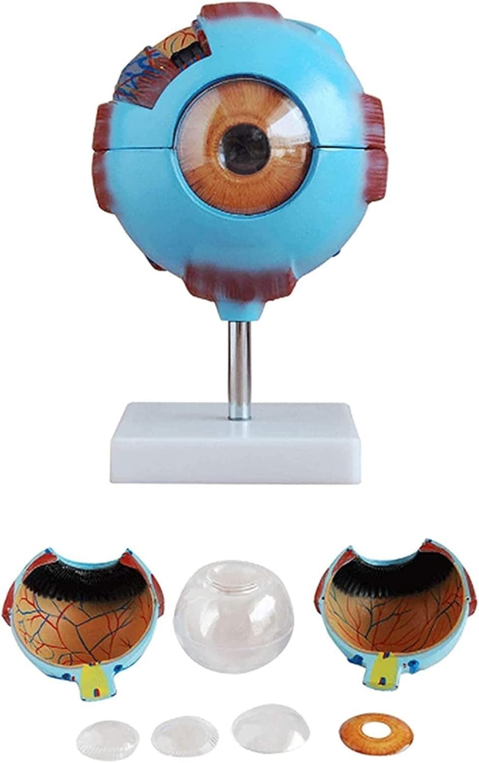 Modèle anatomique du globe oculaire à grossissement 6X, modèle anatomiquement précis du globe oculaire Anatomie du globe oculaire humain, enseignement scolaire et utilisation de la recherche Anatomie