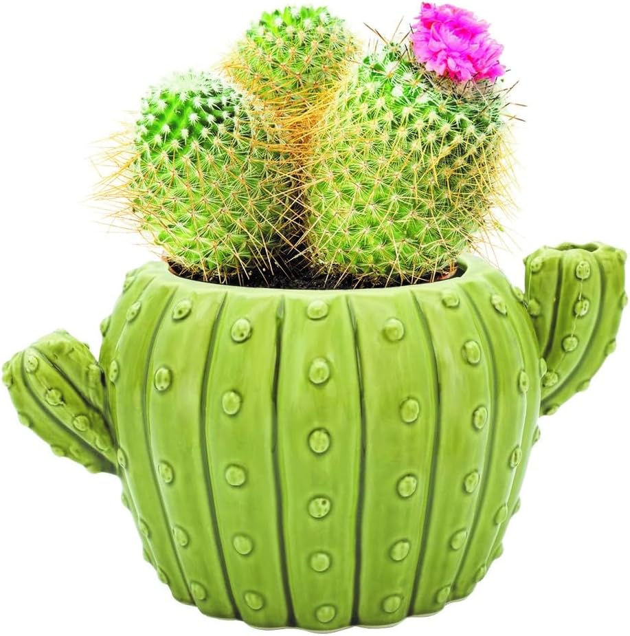 BUZZY Seeds 4pk Mini Cactus Grow Kit with Ceramic Planter, Succulent Seeds, Growing Medium, Easy Instructions, Indoor Gardening Gift for Beginners, Birthdays, Housewarming and Home or Office Decor
