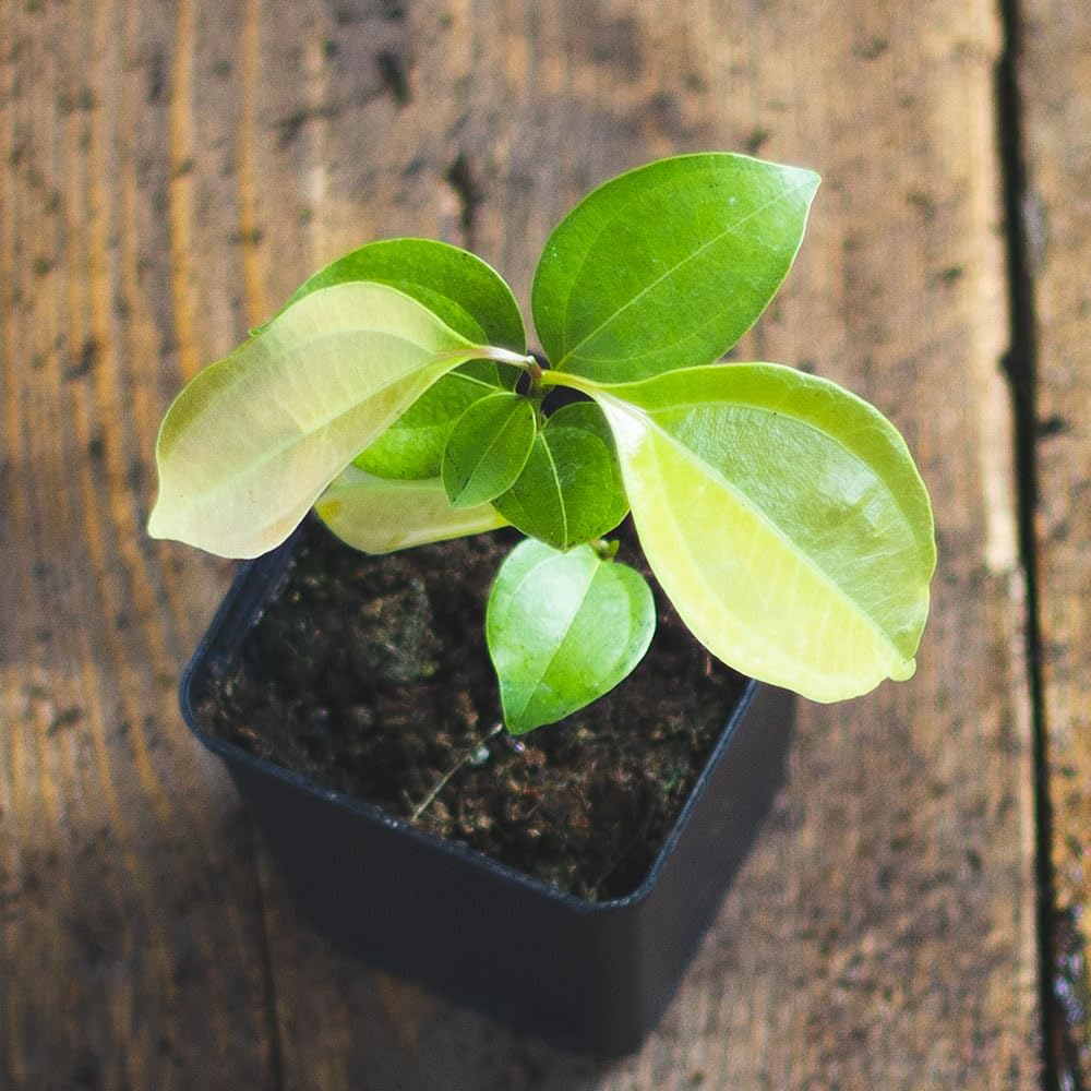 1 Zimtbaum | Cinnamomum/verum/zeylanicum | Ceylon-Zimtpflanze aus Samen aus  Sri Lanka | Selten in der EU | Ceylon Zimt Zimmerpflanze | Kanehlpflanze im  7 cm Topf : Amazon.de: Garten