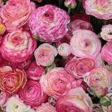 Ranunkel picotee Pink (Ranunculus) | 10 Stück | Rosa | Bienenblume | Schnittblume | Rarität | 100% Blütegarantie
