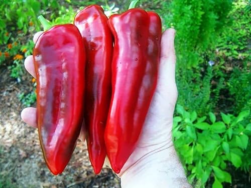 Planta de pimiento Marconi gigante - Italiano - Rojo dulce - 50 piezas