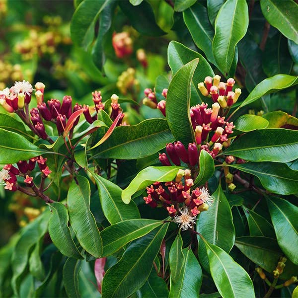 Baishnab Clove PlantVAMSHA_ spice Clove Plant_001 (B0CPM32K5H) Amazon Price History, Amazon Price Tracker
