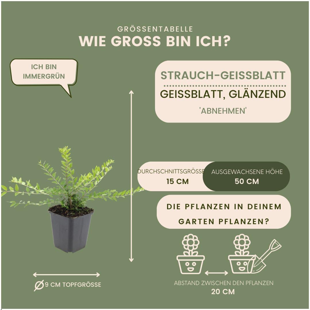 Plants by Frank Lonicera Nitida Maigrün, 24x Heckenkirsche Pflanzen, Ø 9 cm
