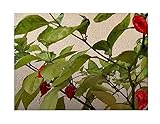 Seeds & Plants Shop by Ipsa