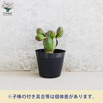 Amazon.co.jp: ユーフォルビア・オベサブロー 2.5号ポット 1個売り Amazon.co.jp: ユーフォルビア・オベサブロー 2.5号ポット 1個売り