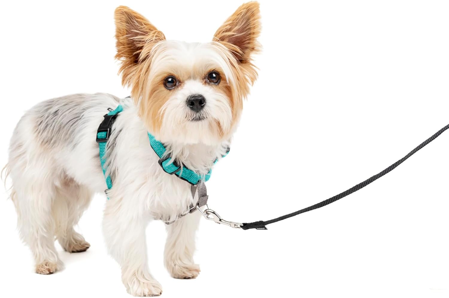 PetSafe 3 in 1 Dog Harness - No Pull Solution for Dogs - Reflective Dog Harness - Front D-Ring Clip Helps Stop Pulling - Comfortable Padded Straps - Top Handle Enhances Control - Teal - Extra Small Teal Extra Small