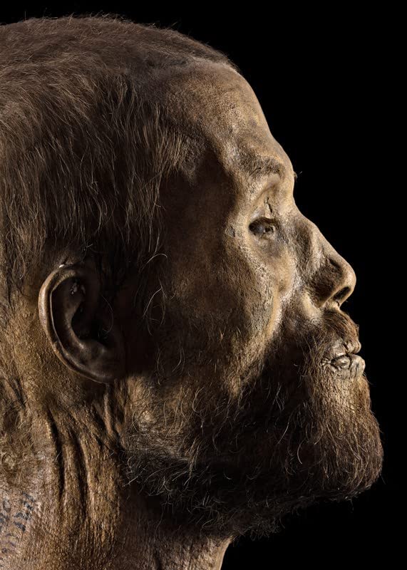 Il pietrificatore. La collezione anatomica «Paolo Gorini». Ediz. italiana e inglese