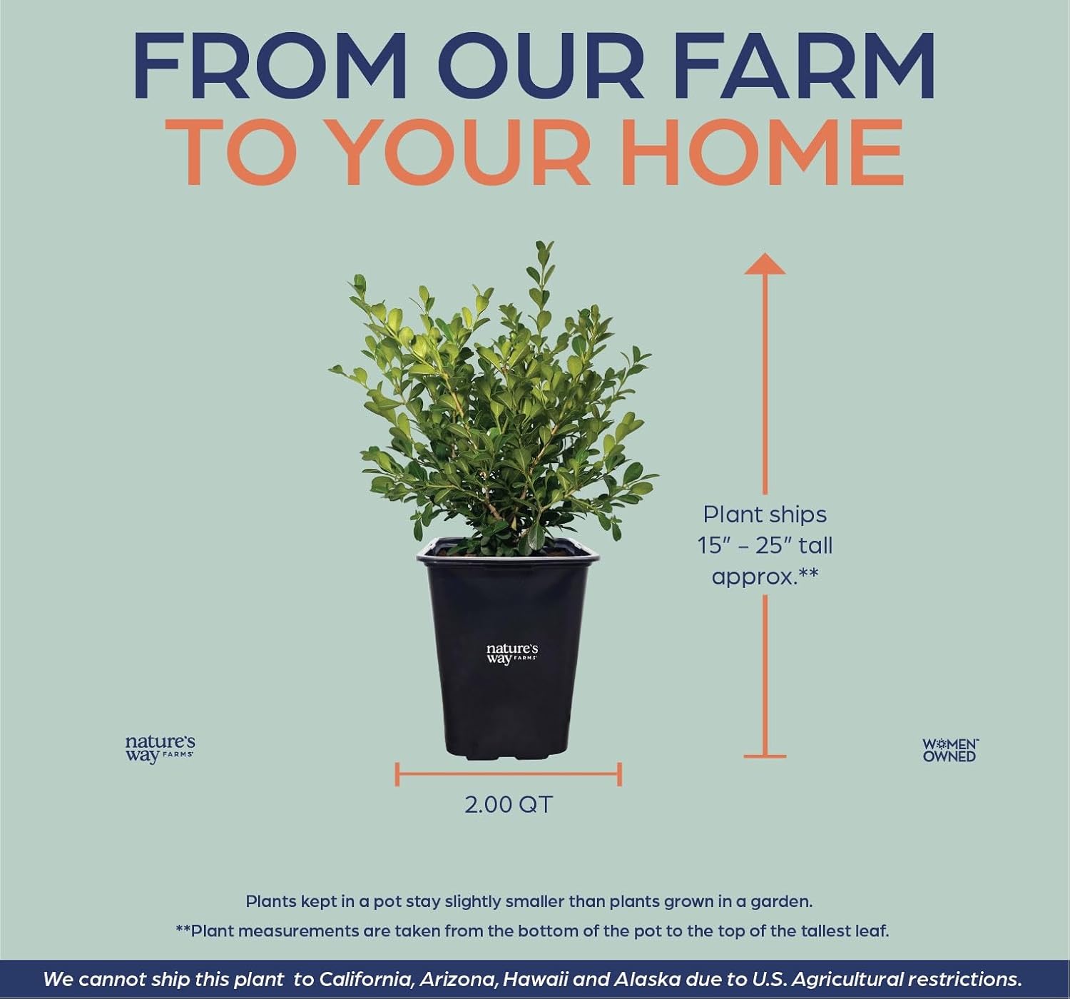 Nature’s Way Farms Boxwood Japanese Evergreen Outdoor Live Shrub in 2 Quart Grower Pot