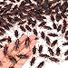 Wirrabilla Pretty Realistic 120PCS Fake Roaches, Fake Cockroaches Great Way to Play a Prank, Faux Cockroaches Lifelike Creepy Perfect for Halloween Project, Tricking People, Kid Playing