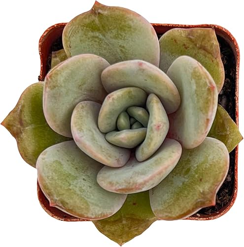 Sprout N Green Echeveria 'German Champagne', suculenta viva totalmente enraizada en maceta de inicio de 2 pulgadas, planta de interior y exterior,