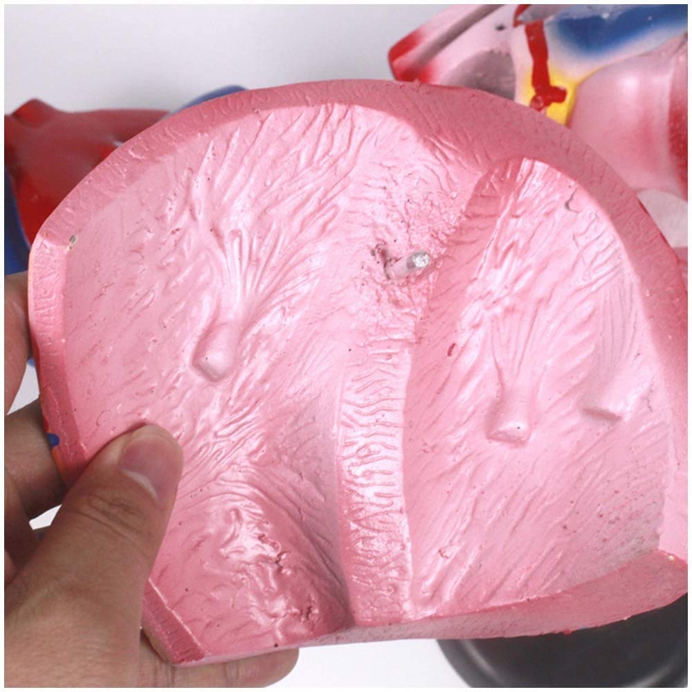 Coeur Modèle - 3 Fois Élargi Coeur Modèle - Modèle Coeur Humain Anatomical Médicale - Matériel PVC Modèle Anatomique D'Organes Humains - pour L'Affichage Étude Modèle