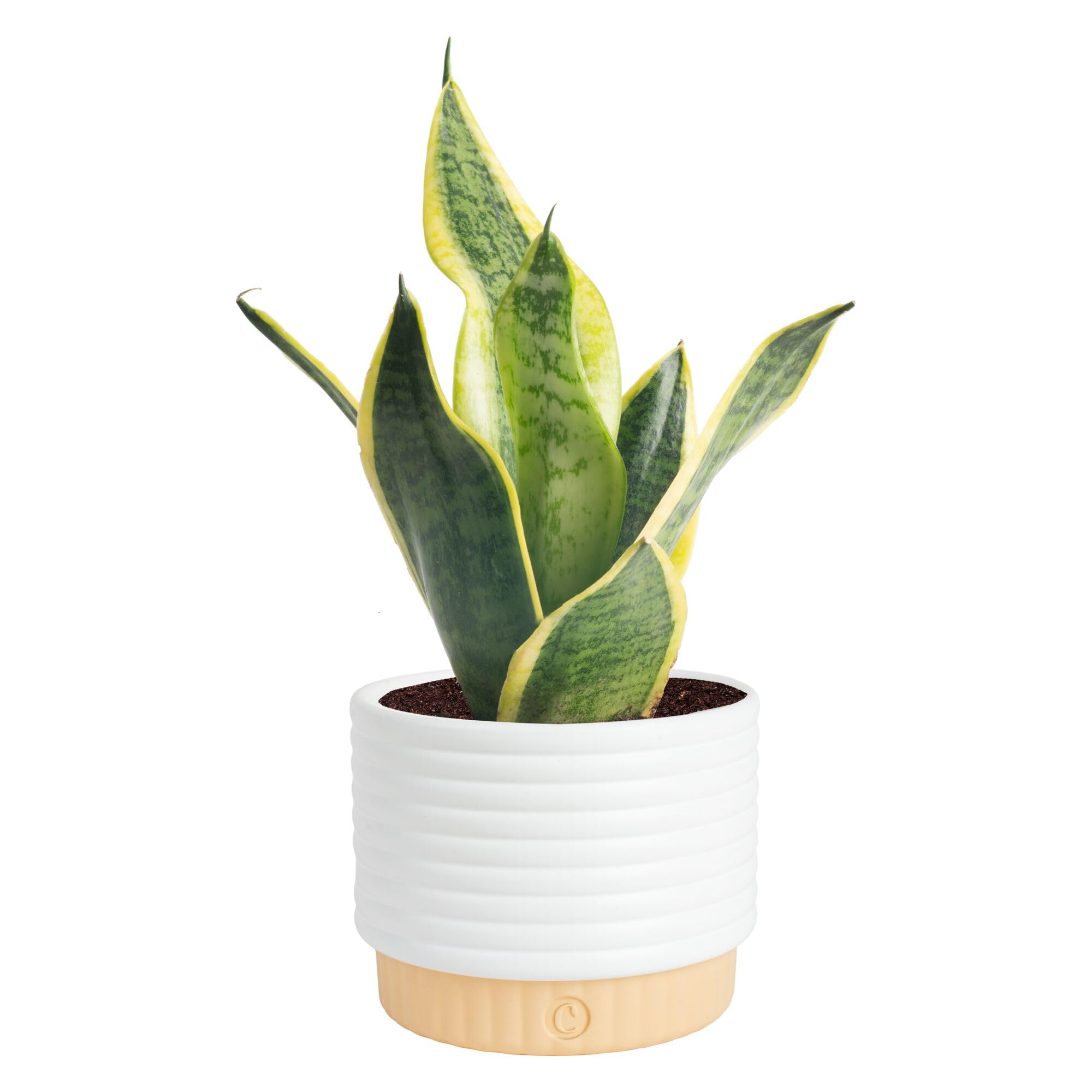 Amazon.com: Costa Farms Snake Plant, Sansevieria Live Plant in