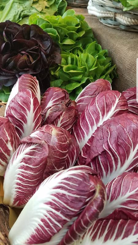 Siddhi Vinayak Gallary® Chinese Cabbage Vegetable Seeds | Organic Hybrid maroon Chinese Cabbage Vegetable Seeds For outdoor home & gardening Pack of 40-50 seeds (B0BZCSM8H1) Amazon Price History, Amazon Price Tracker