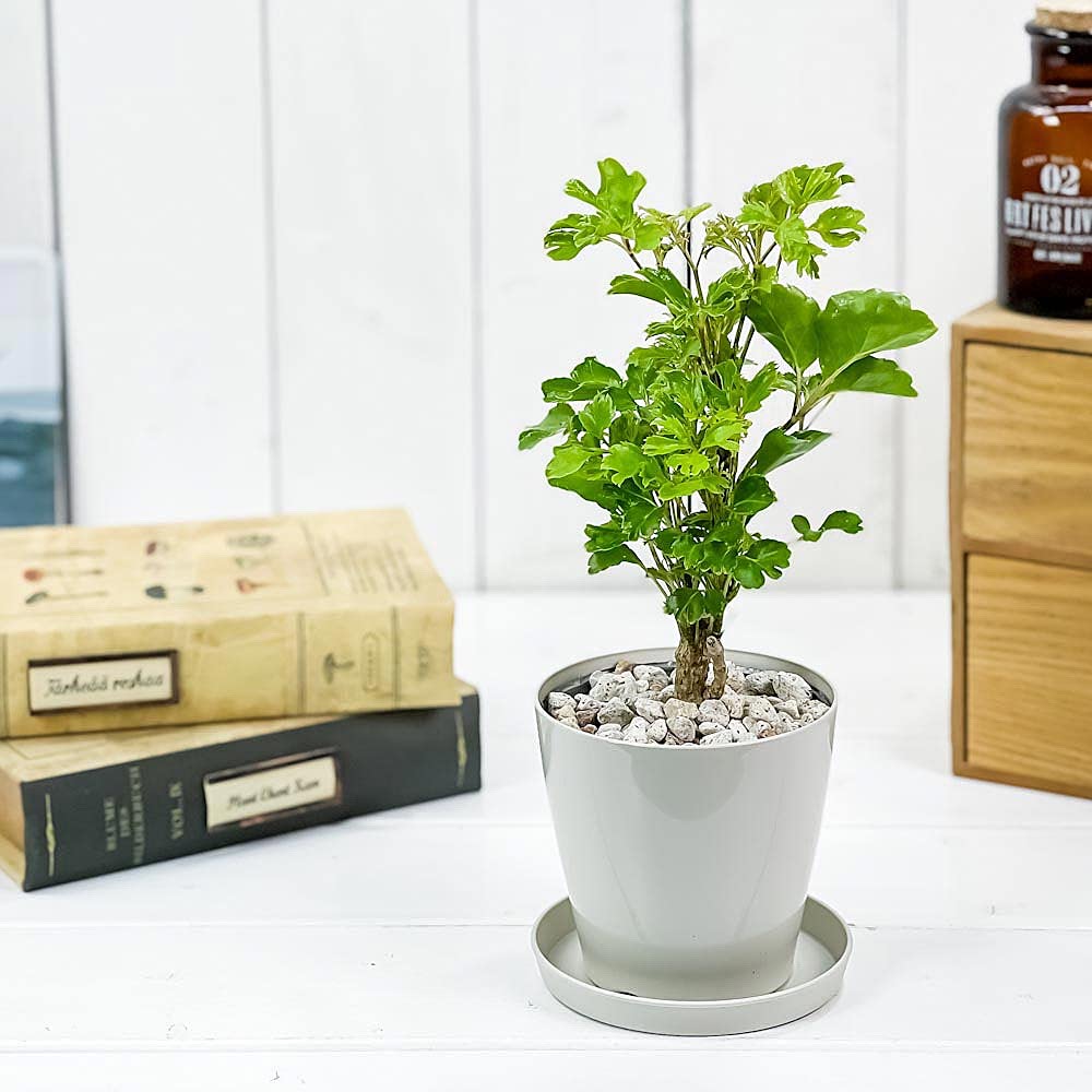 ★ ポリシャス バタフライ♪ 100cm 7号♪ Amazon.co.jp: PLANCHU 観葉植物 ポリシャス バタフライ 3.5号鉢