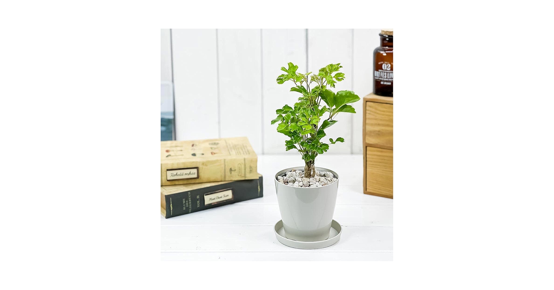 ☆ ポリシャス バタフライ♪ 10号size 122cm♪ ☆ ポリシャス バタフライ♪ 10号size 122cm♪ - メルカリ