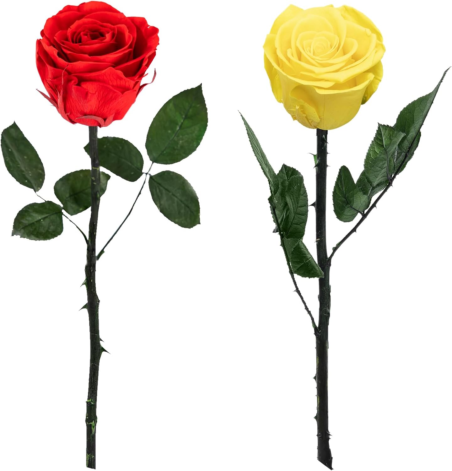Red and Yellow Roses Pairing - Blossoming with Joy
