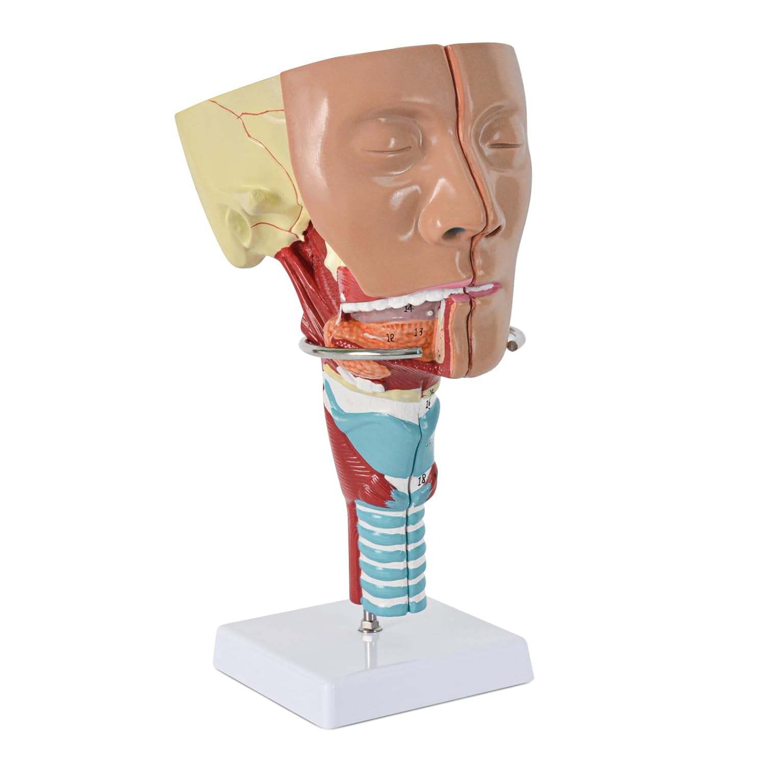 Human Pharyngeal Muscle Laryngeal Anatomical Model, Detachable 2 Parts Mouth Nose for School Study and Research, with Base