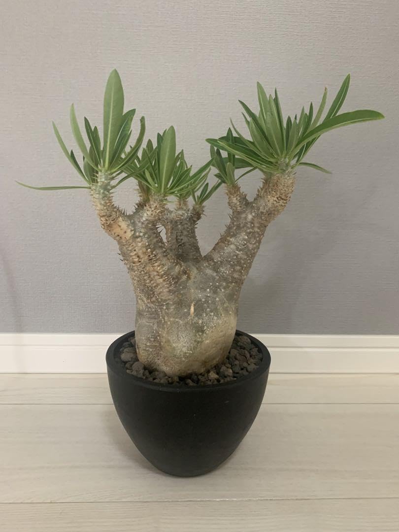 イノピナツム　現地球　でっぷり　良型　白肌　ゴマ柄 イノピナツム 現地球 でっぷり 良型 白肌 ゴマ柄 イノピナツム