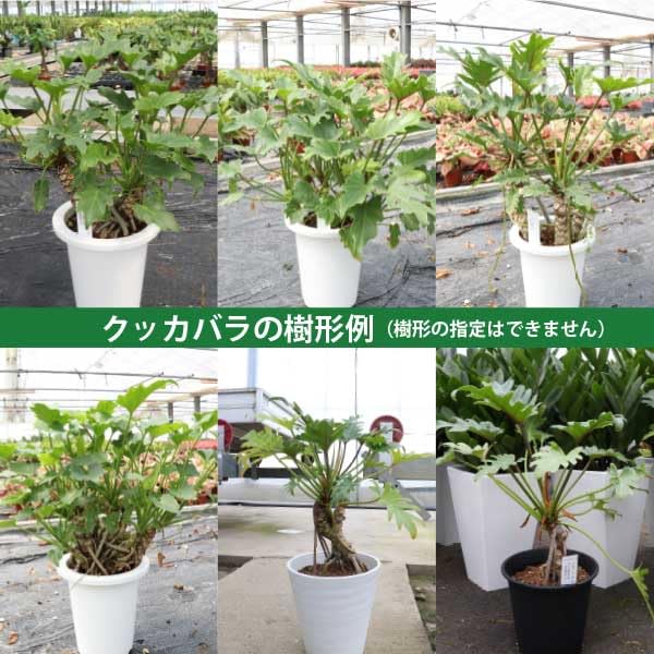 【現品】クッカバラ　幹立ち　8号　青鉢　（1） 現品】クッカバラ 幹立ち 8号 青鉢 （1）